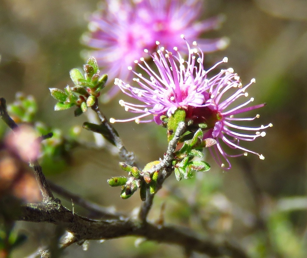 Violet Kunzea From Gardens Of Stone SCA Cullen Bullen NSW 2790