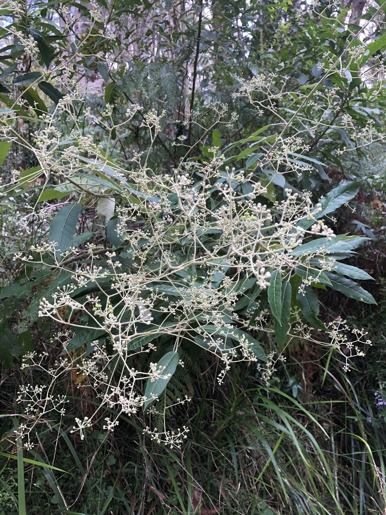 Broad Leaf Star Hair From Whian Whian State Conservation Area Whian