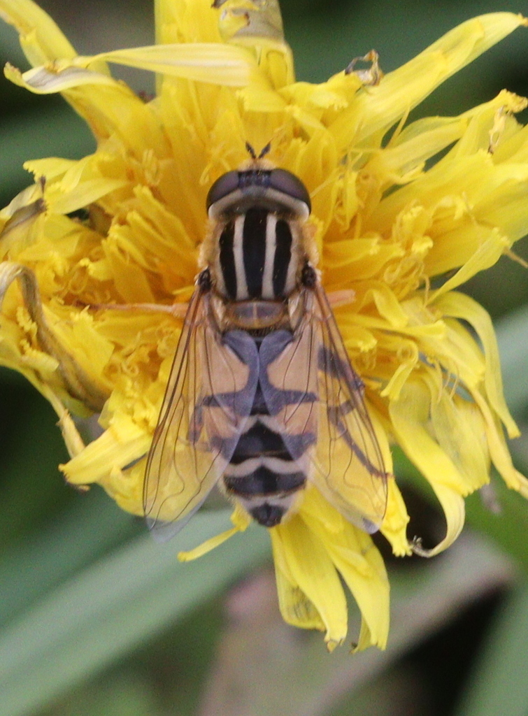 Trivittate Marsh Fly From Montmartin En Graignes Carentan Les