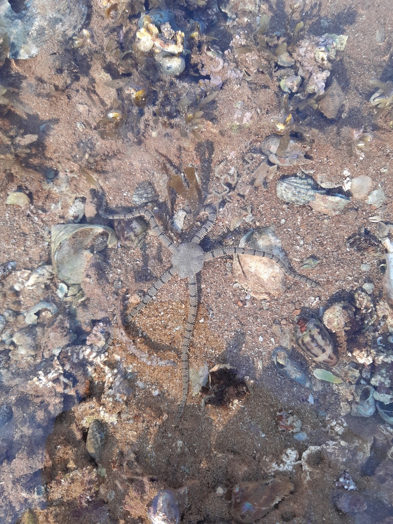 Ophioplocus Imbricatus From Port Hedland Wa Australia On October