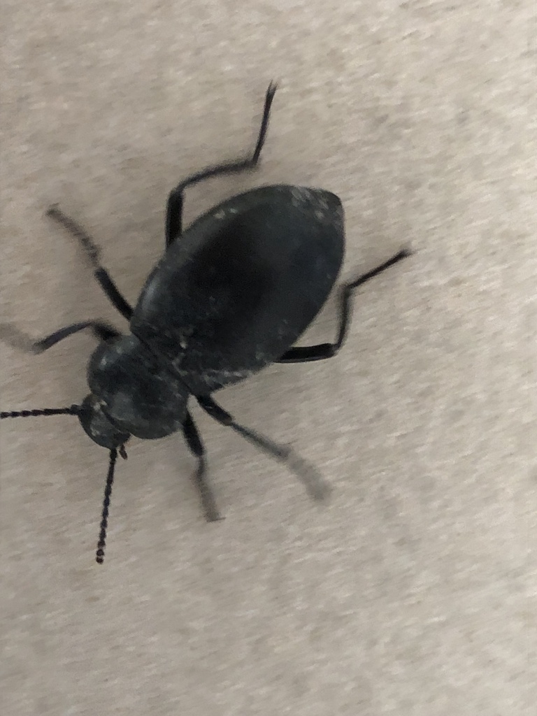 Desert Stink Beetles From Pajaro De Fuego Chapala Haciendas Jal MX