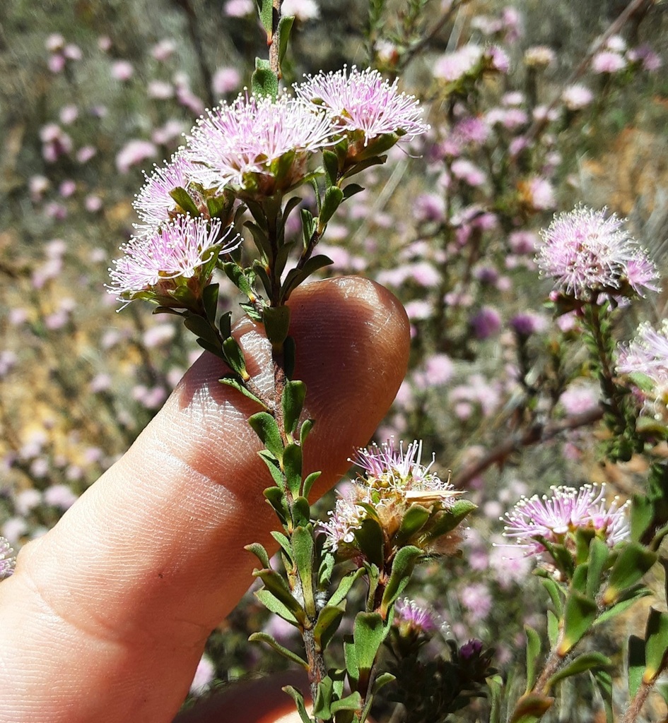 Pink Kunzea From Gardens Of Stone SCA Newnes Plateau NSW 2790