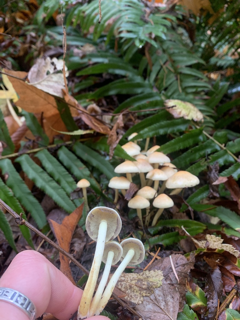 Sulphur Tuft From Sehome Hill Arboretum Bellingham WA US On October