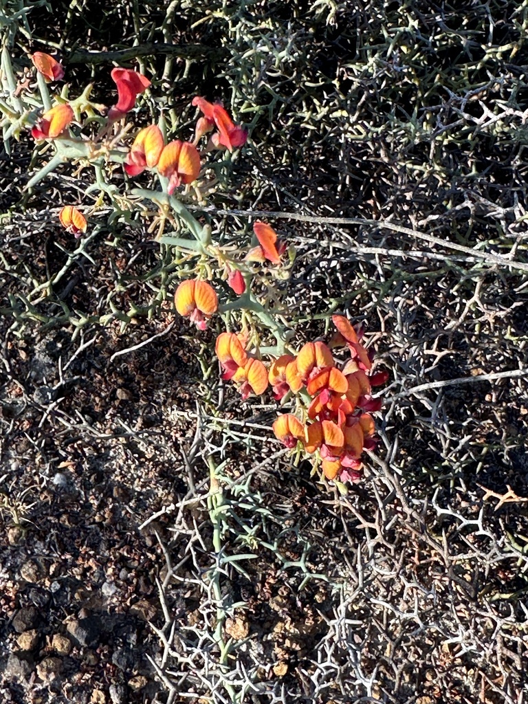 Daviesia Incrassata Reversifolia From Fitzgerald River National Park