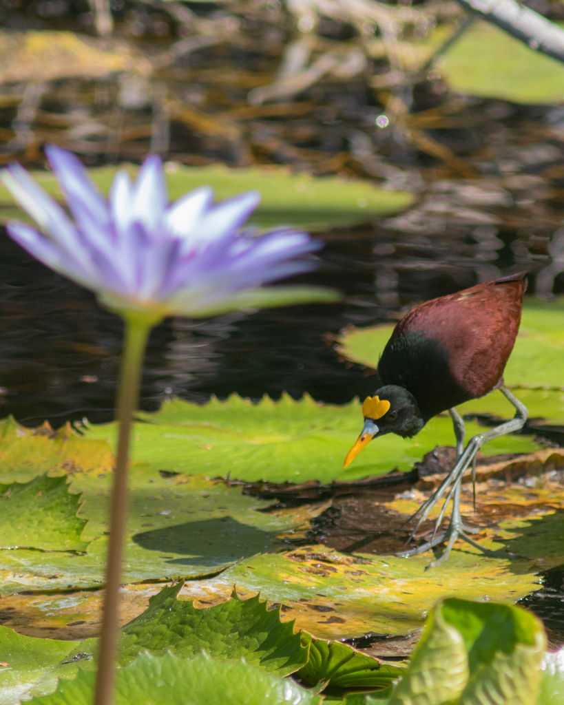 Northern Jacana From San Antonio Kaua Ii M Rida Yuc M Xico On