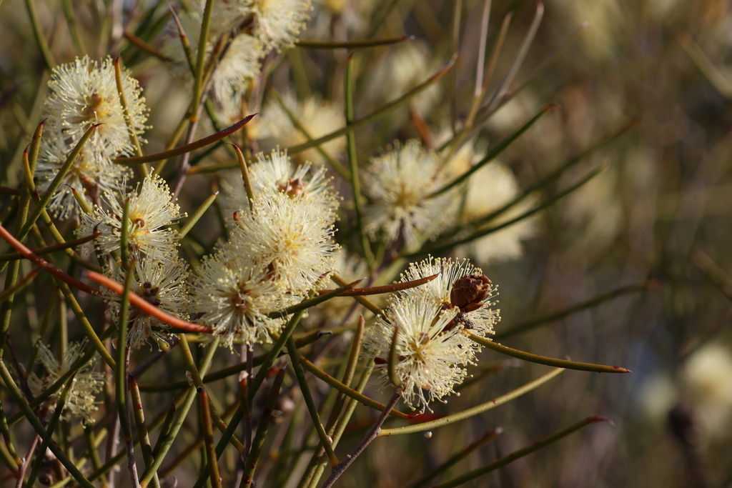 Melaleuca Hamata From Tarin Rock Wa Australia On October