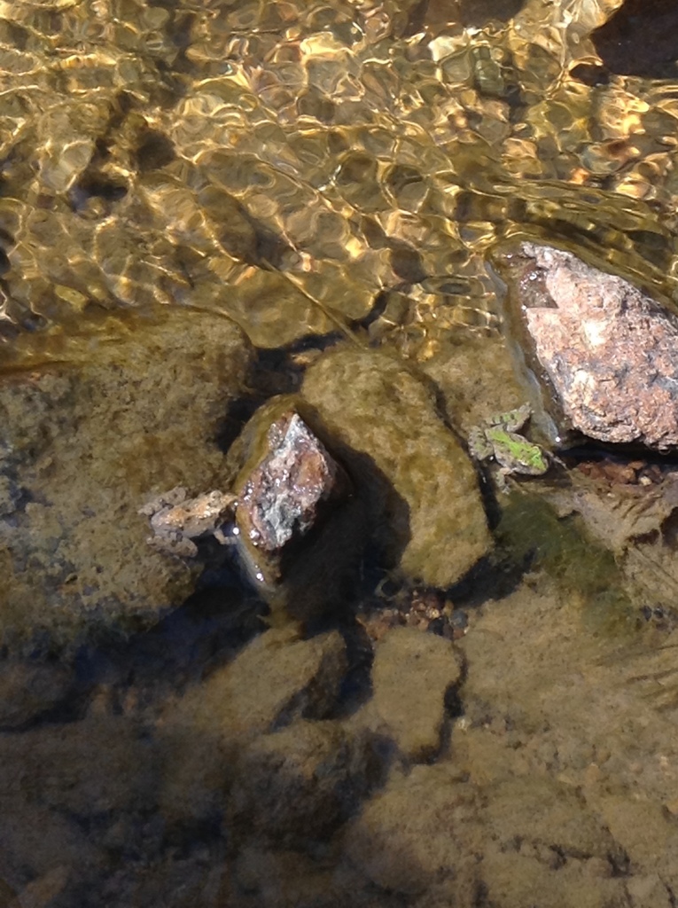 Northern Cricket Frog From Milton Rd On March At Am