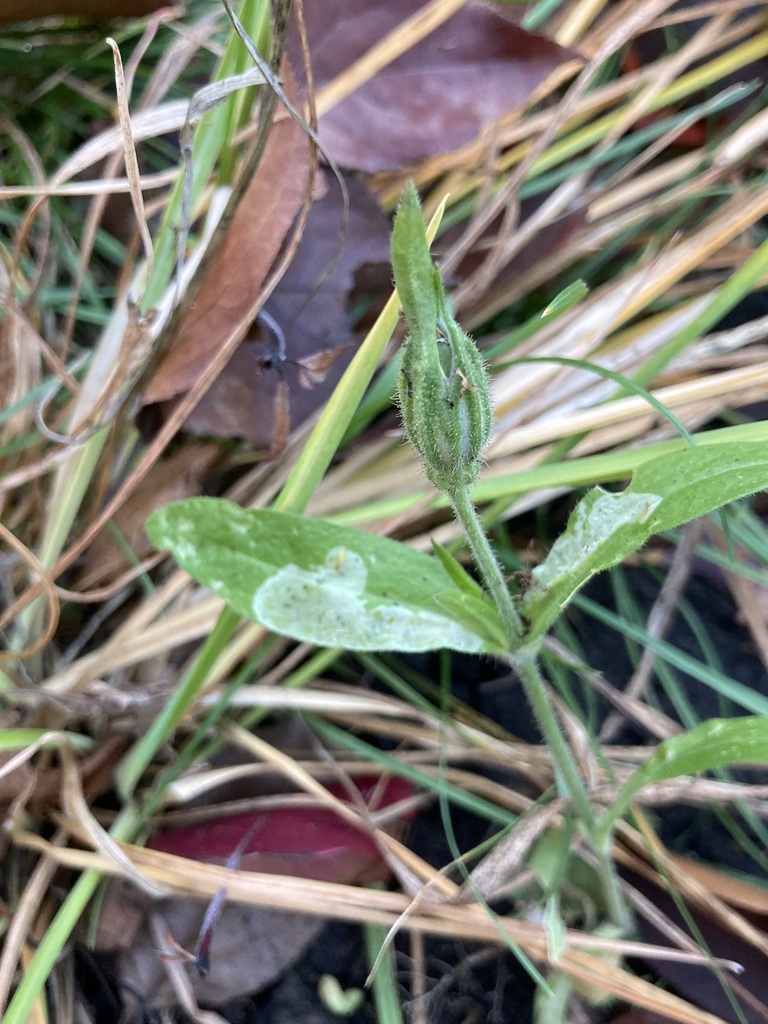 Night Flowering Catchfly From Douglasdale Calgary Ab T Z Canada On