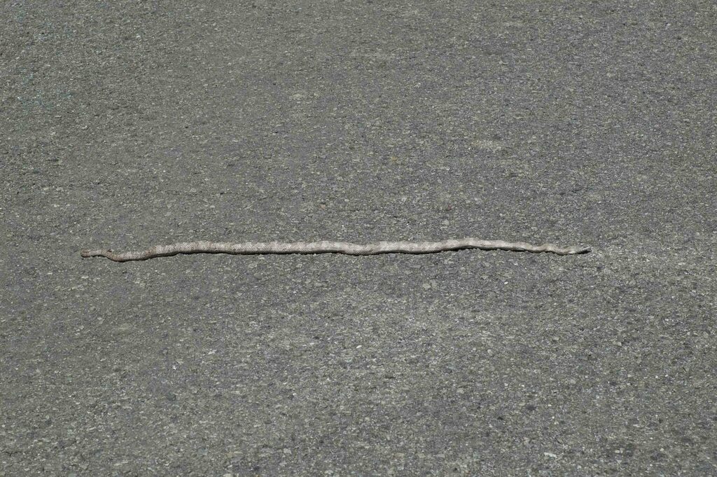 Gray Ratsnake In May 2011 By Moses Michelsohn INaturalist