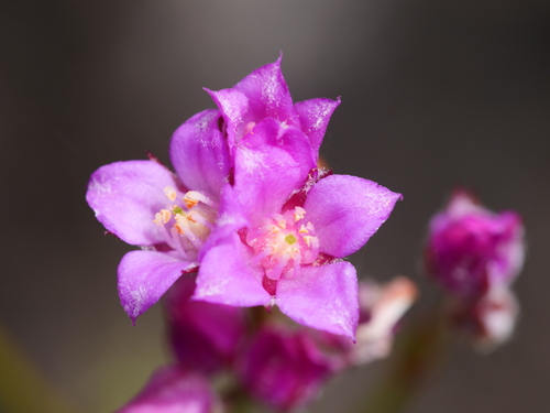 Subespecies Boronia Juncea Micrantha Naturalista Mexico