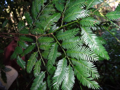 Variety Dacrycarpus Imbricatus Imbricatus Inaturalist