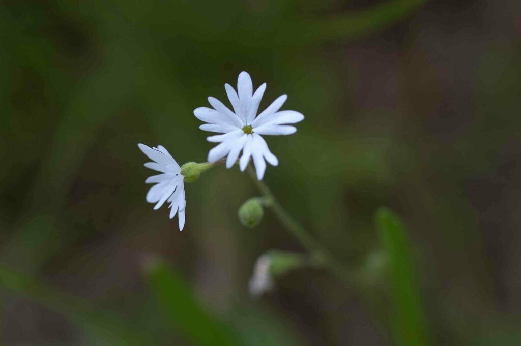 Smallflower Woodland Star In June 2011 By Moses Michelsohn INaturalist