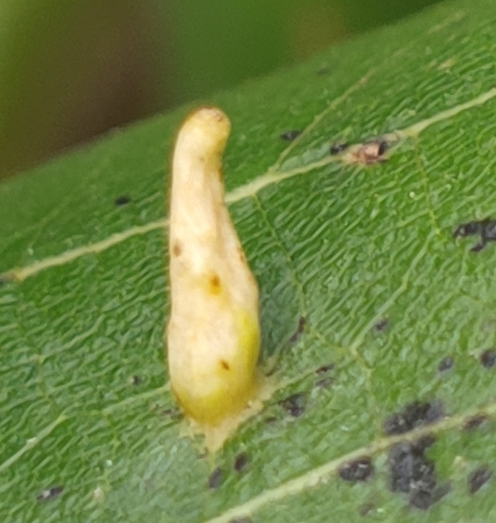 Red Nail Gall Mite From Aberdeen Proving Ground MD 21005 USA On