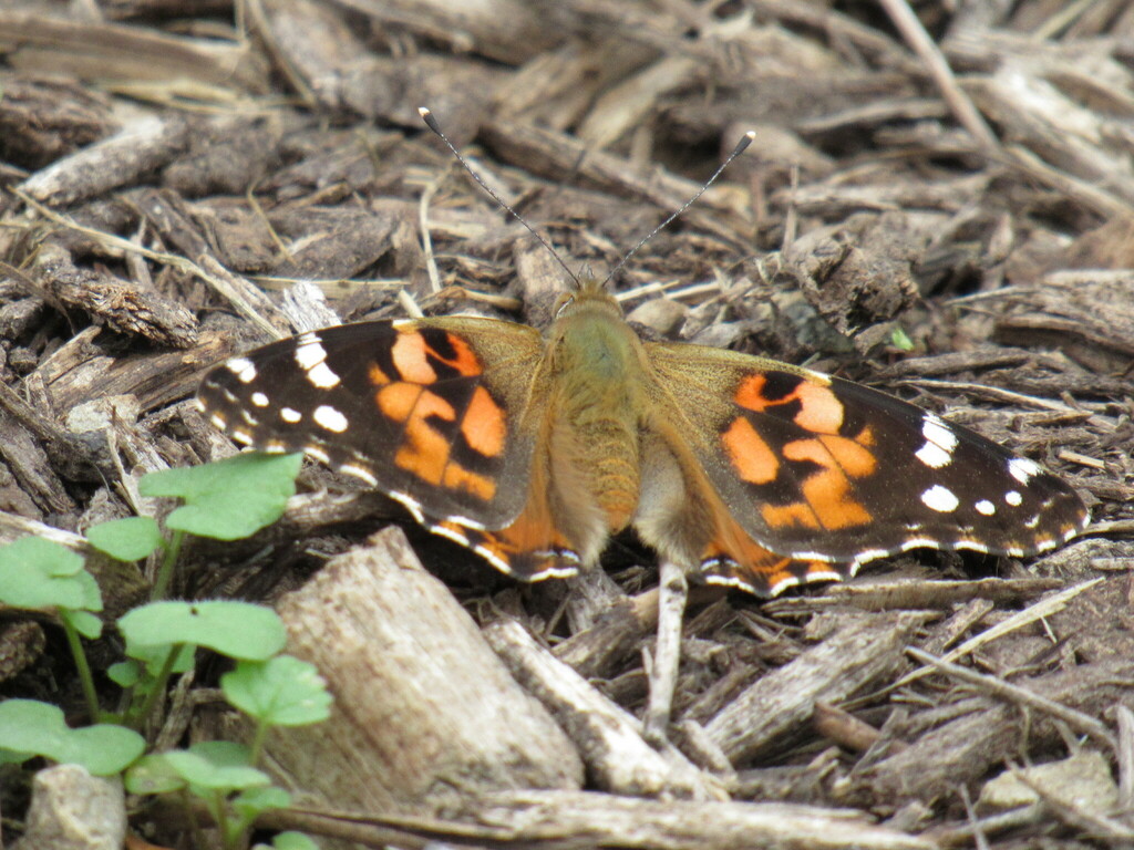 Painted Lady From Cox Arboretum Montgomery County Oh Usa On October