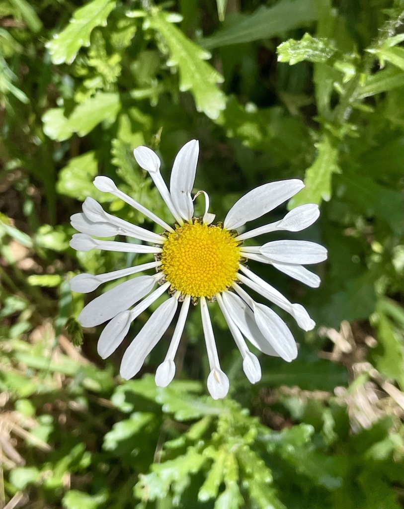 Leucanthemum From Dandenong Ranges Botanic Garden Olinda Vic Au On