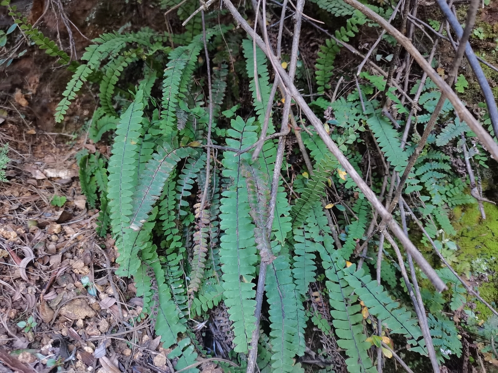 Adiantum Edgeworthii From On October At