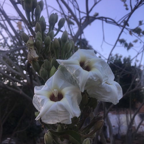 Ipomoea Arborescens Var Arborescens