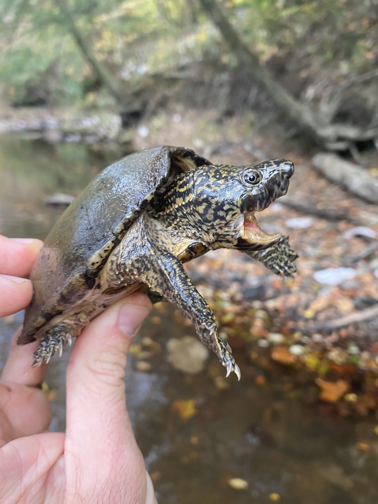 Stripe Necked Musk Turtle In October 2023 By Grover J Brown INaturalist