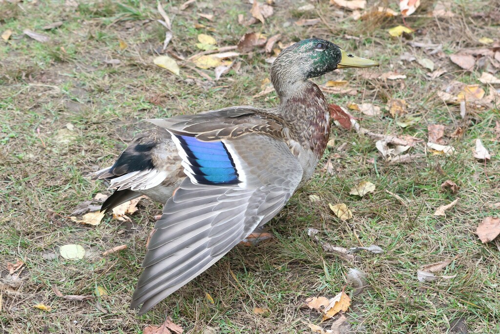 Mallards Pintails And Allies From Crystal Bay Lakeview Park