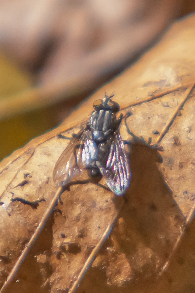 Stable Fly From Accotink Creek Stream Vally Parks Fairfax County Va