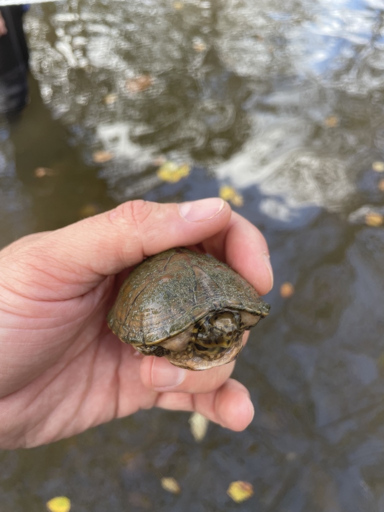 Stripe Necked Musk Turtle From Chatsworth GA US On October 26 2023