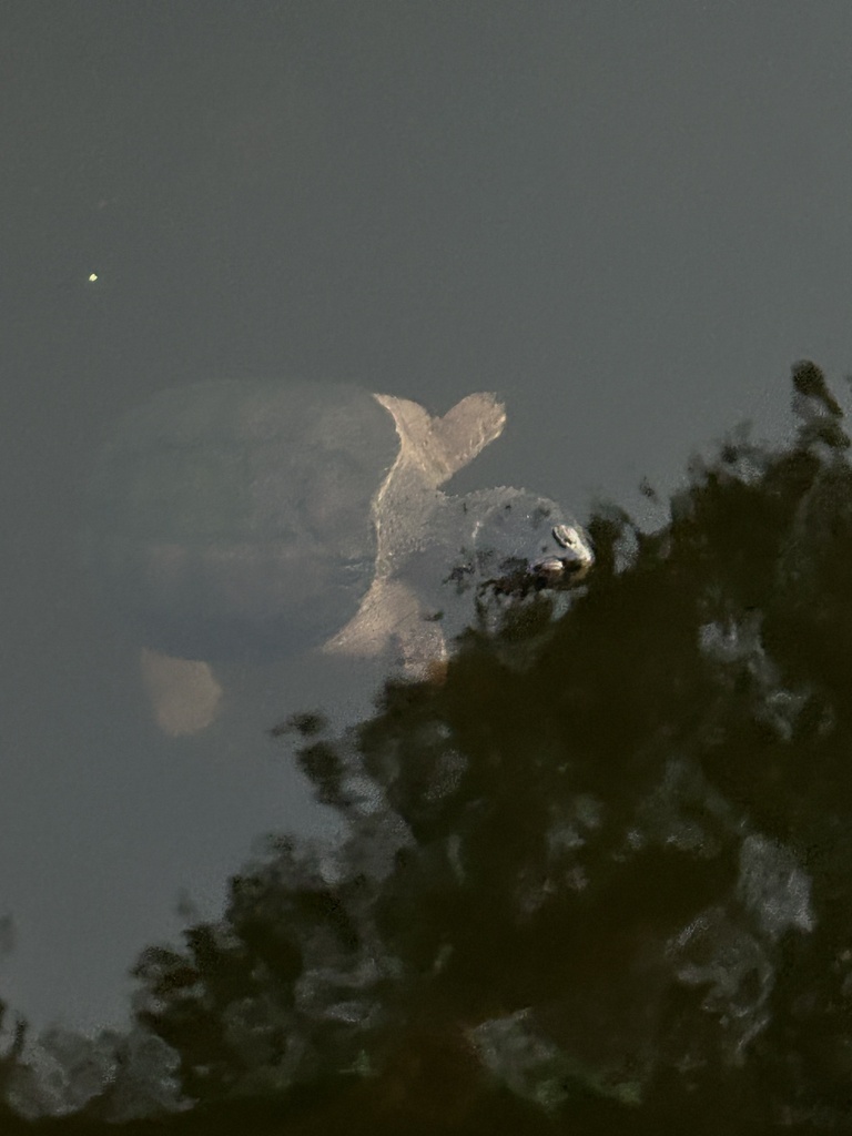 Common Snapping Turtle From Greenfield Lake Wilmington Nc Us On