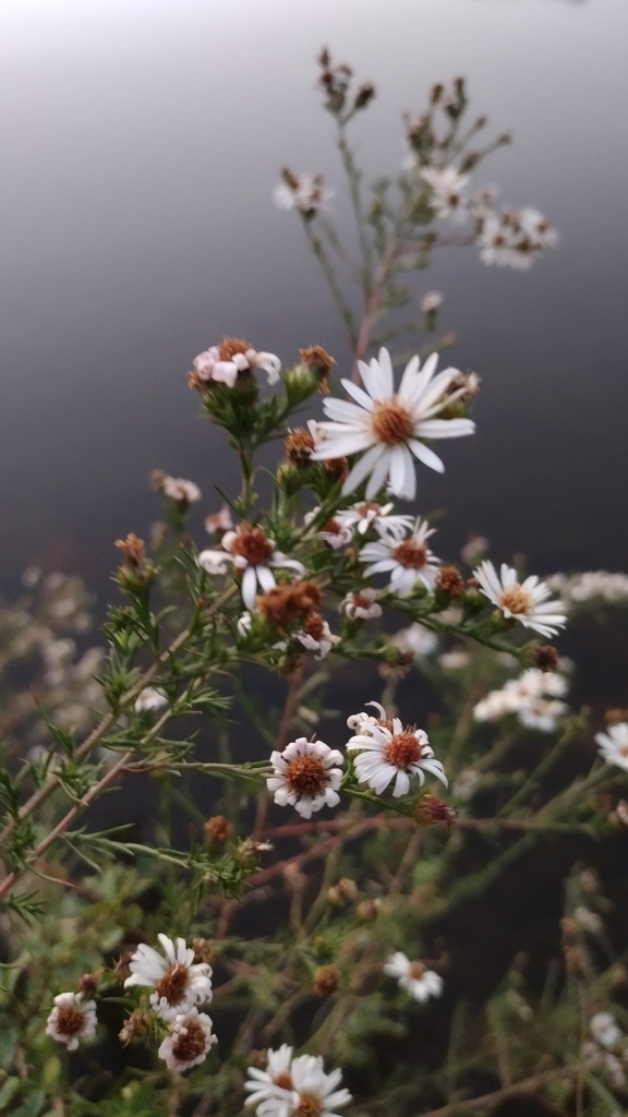 Hairy White Oldfield Aster From New Augusta In Usa On October