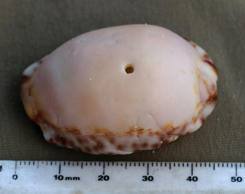 Depressed Cowrie From Augusta Is Raja Ampat Regency West Papua