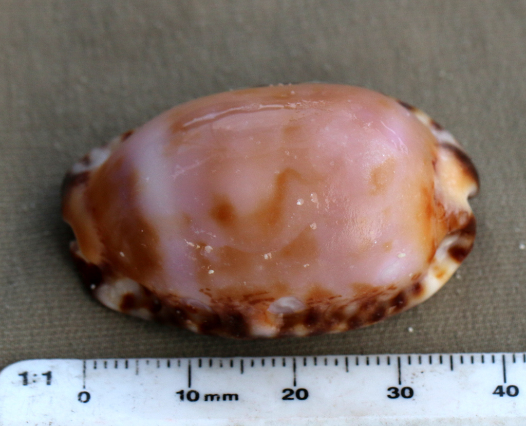 Arabian Cowry From Augusta Is Raja Ampat Regency West Papua