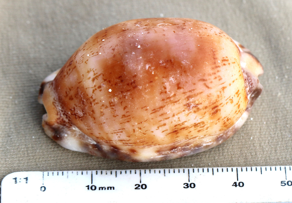 Arabian Cowry From Augusta Is Raja Ampat Regency West Papua