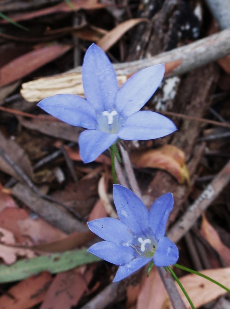 Australian Bluebell From Gardens Of Stone Sca Cullen Bullen Nsw