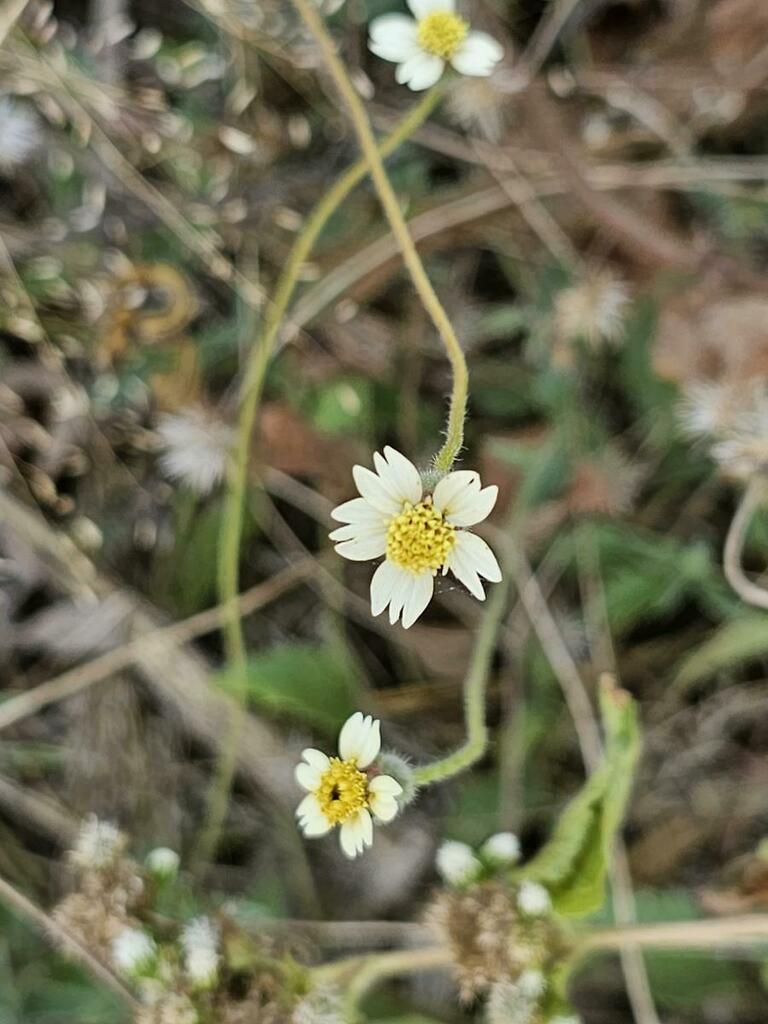 Tridax Daisy From Chikwawa Malawi On July 25 2023 At 10 10 AM By Rob