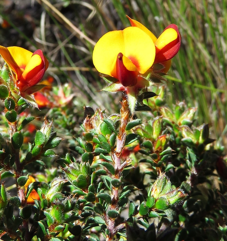 Heathy Bush Pea From Gardens Of Stone SCA Cullen Bullen NSW 2790