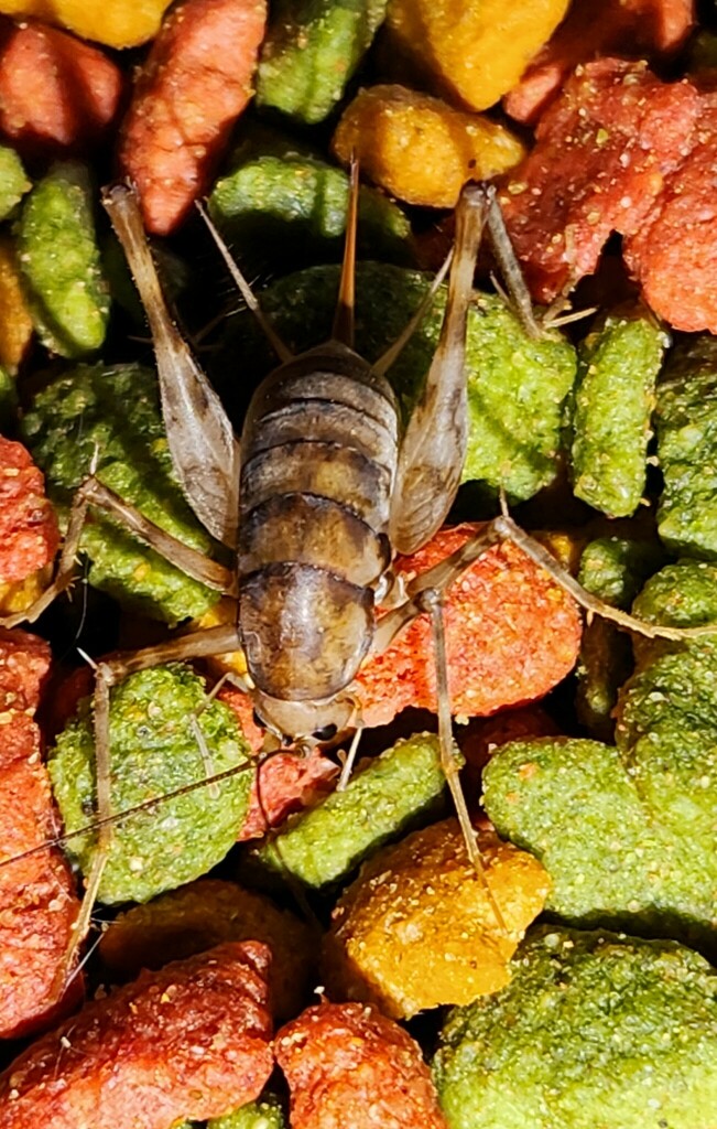 Greenhouse Camel Cricket From Savage Md Usa On October At