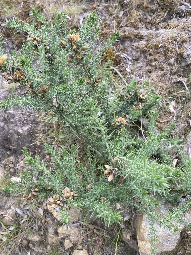 Gorse From Yarra Valley Parklands Lower Plenty VIC AU On November 1