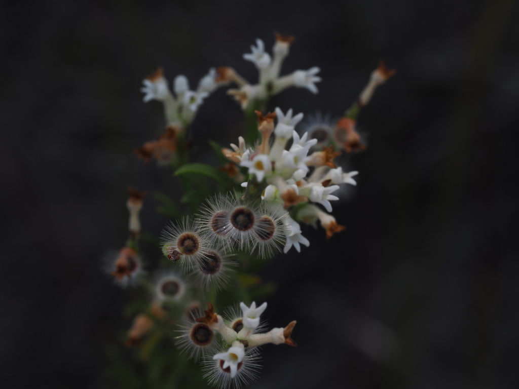 Conospermum Taxifolium From Lake Boomanjin K Gari Qld Australia