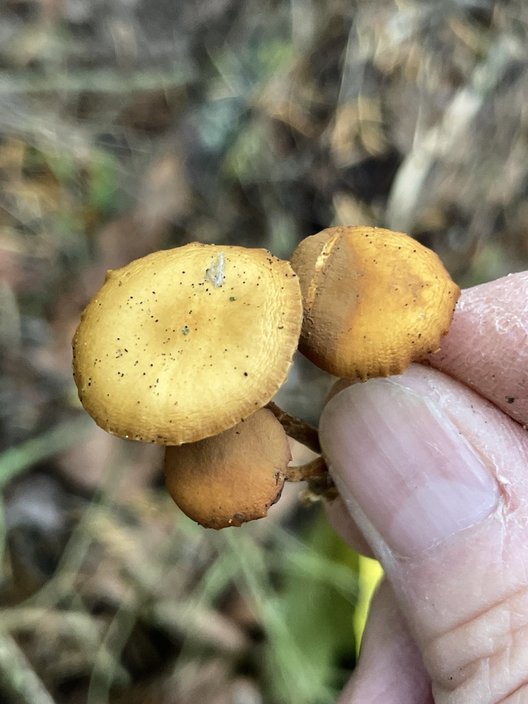 Common Gilled Mushrooms And Allies From 188th Ave SE Auburn WA US On