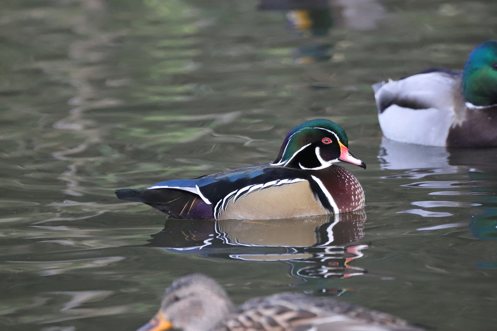 Wood Duck From Brydon Lagoon Langley BC Canada On October 31 2023