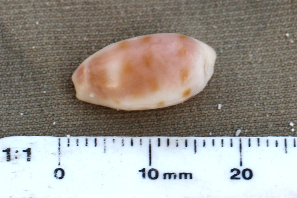 Rhinoceros Cowrie From Augusta Is Raja Ampat Regency West Papua