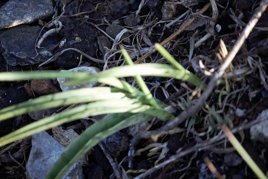 Ledebouria From Carletonville South Africa On November