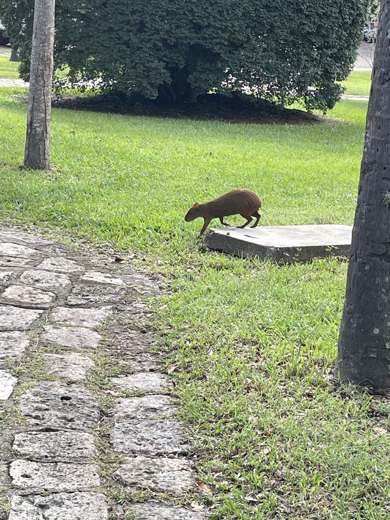 Central American Agouti From Zamorano San Antonio De Oriente