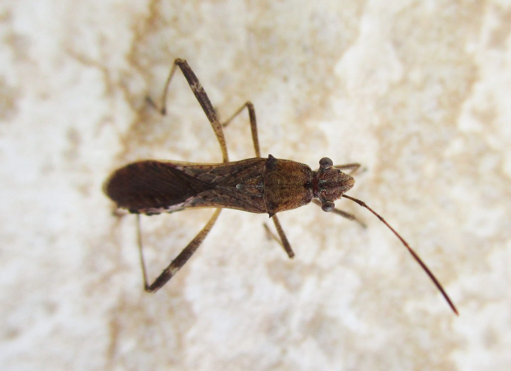 Neomegalotomus Parvus From Trecho Bras Lia Df Br On November