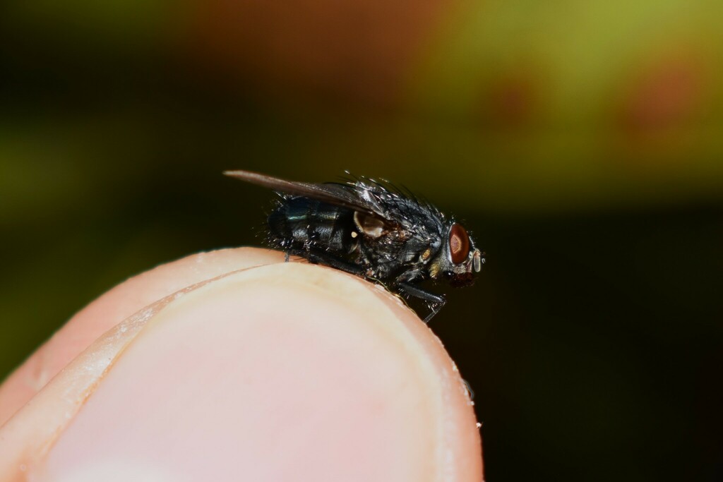 Orange Bearded Bluebottle Fly From Pirgi Thermis Greece On