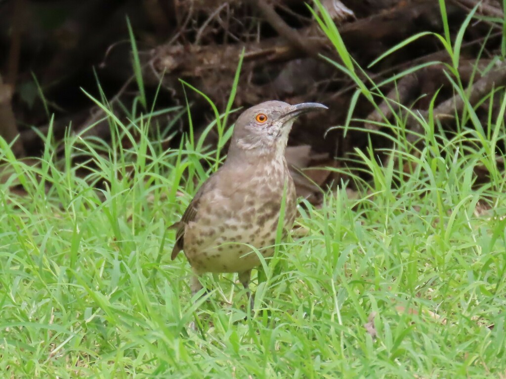 Curve Billed Thrasher From 3301 S International Blvd FM 1015 Weslaco