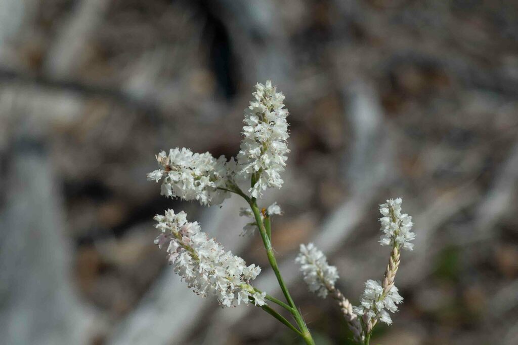 Sandhill Wireweed In November By Moses Michelsohn Inaturalist