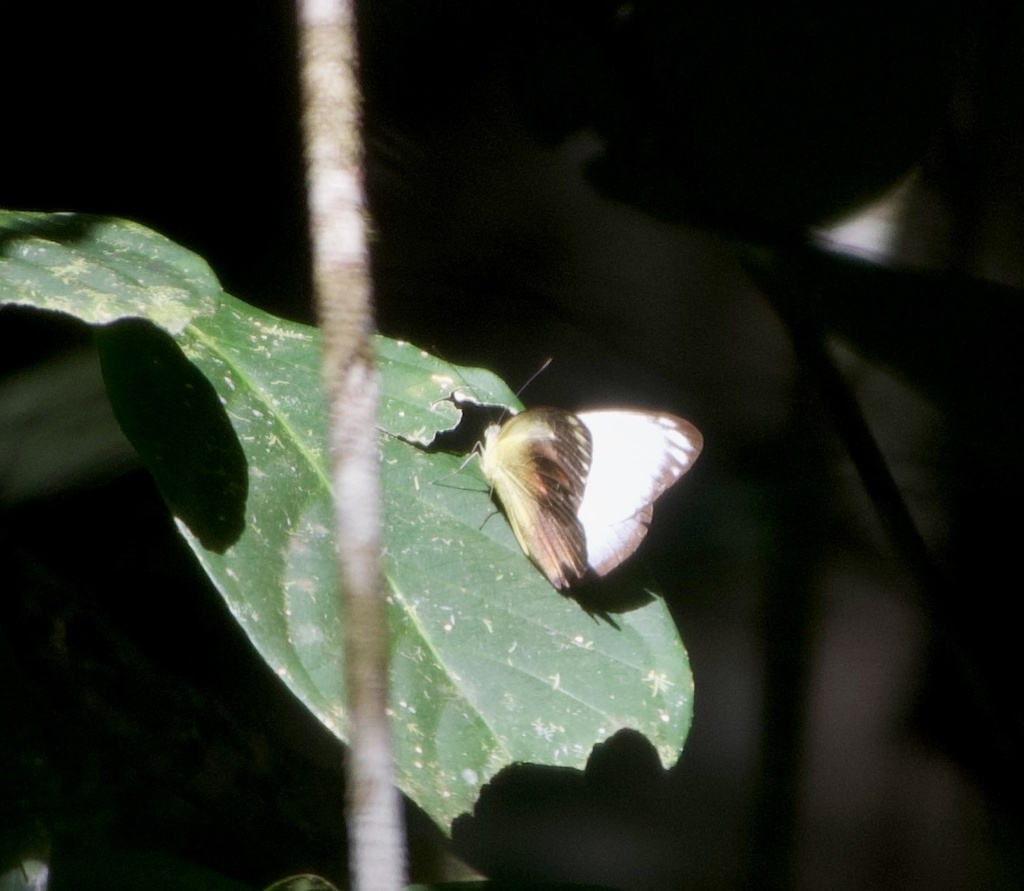 Delias Caeneus From Manusela National Park Kabupaten Maluku Tengah