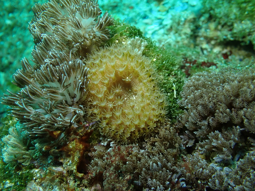 Octocorals From North West Solitary Island New South Wales Australia