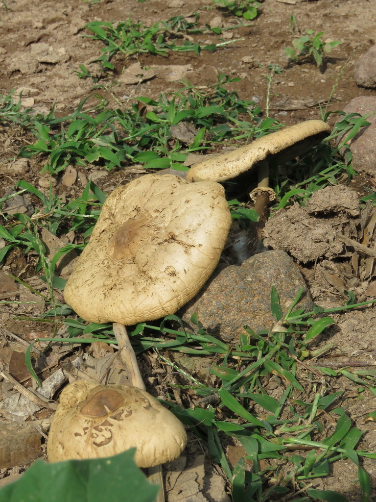 Hongos Desde Victoria Gto M Xico El Mi Rcoles De Octubre De