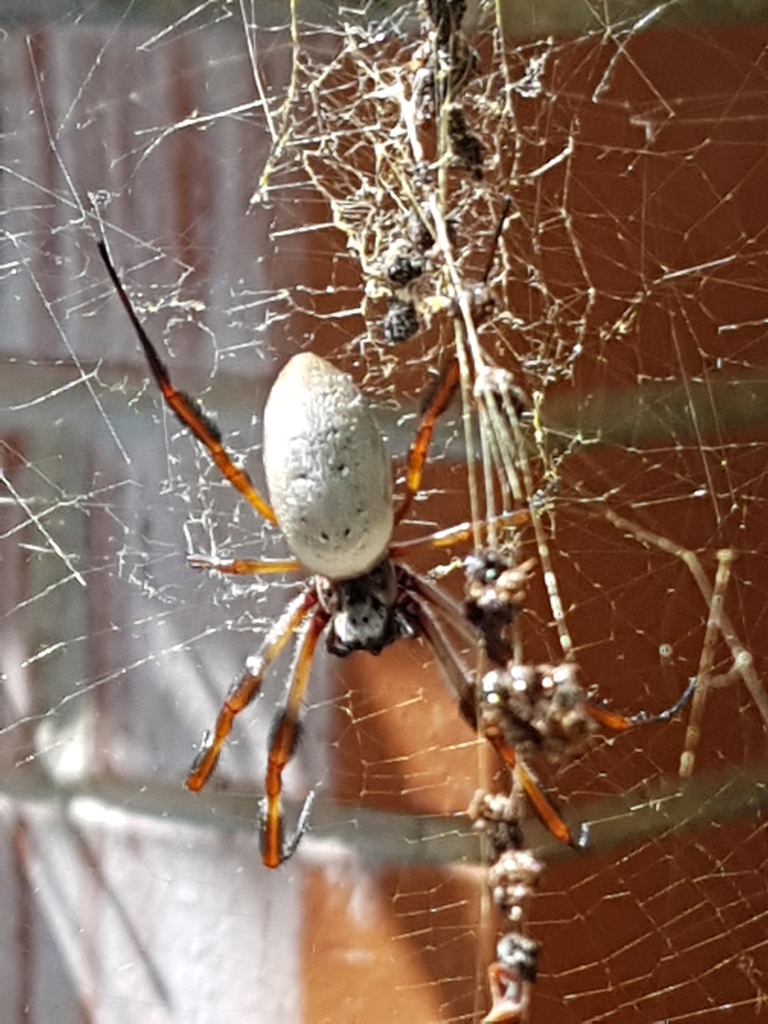 Australian Golden Orbweaver From A Sixth Ave Campsie Nsw