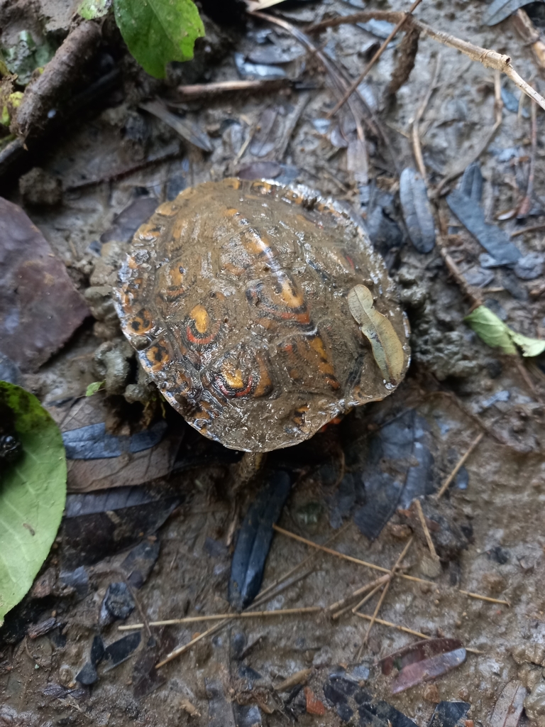 Tortuga De Monte Pintada Desde Puntarenas Cr Pu Cr El Viernes De